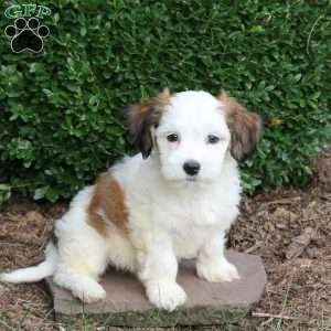 Dixie, Havapoo Puppy