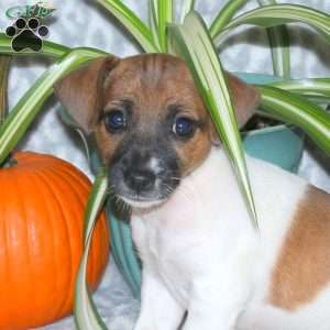 Dixie, Jack Russell Terrier Puppy