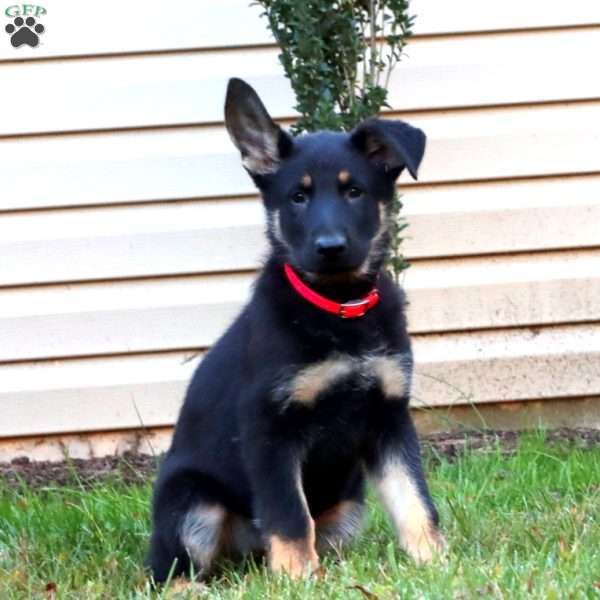 Dixie, German Shepherd Puppy