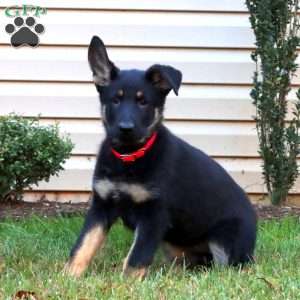 Dixie, German Shepherd Puppy