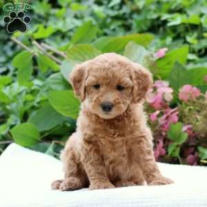 Dixie F1B, Mini Goldendoodle Puppy