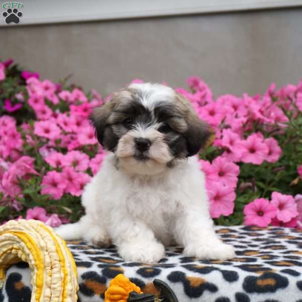 Dodge, Teddy Bear Puppy