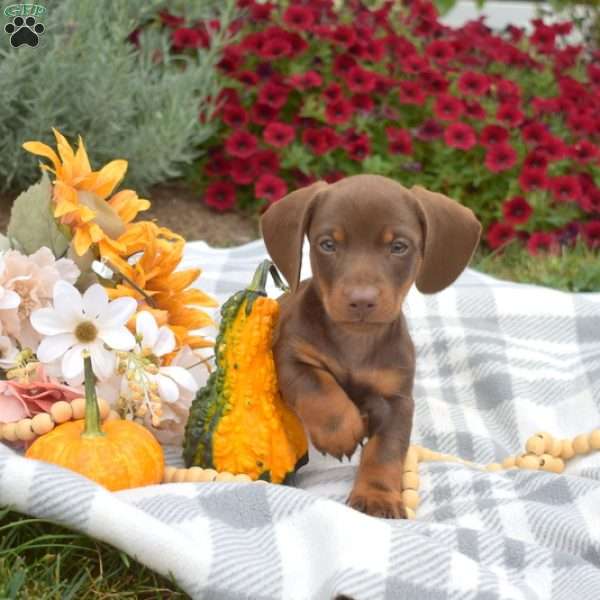 Dodger, Dachshund Puppy