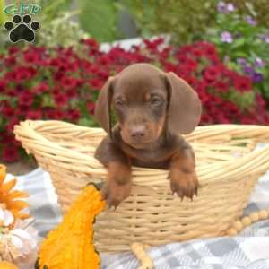Dodger, Dachshund Puppy