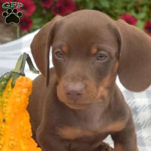 Dodger, Dachshund Puppy