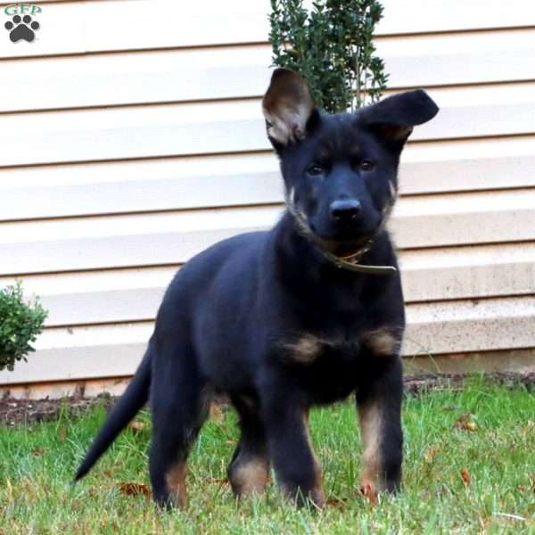 Dodger, German Shepherd Puppy