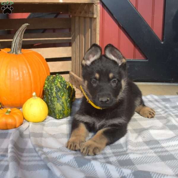 Dolly, German Shepherd Puppy