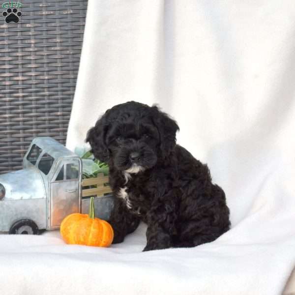 Dolly, Cockapoo Puppy