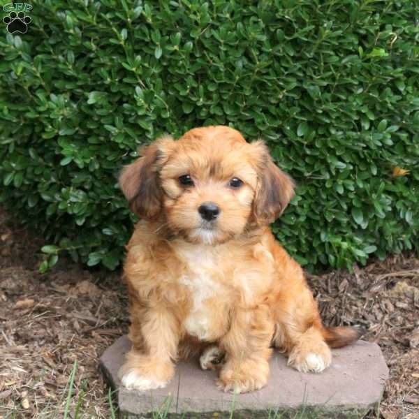 Dolly, Havapoo Puppy