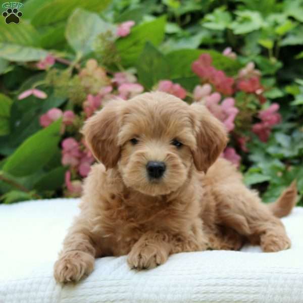 Dolly F1B, Mini Goldendoodle Puppy