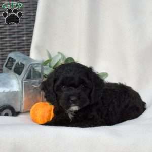 Dolly, Cockapoo Puppy