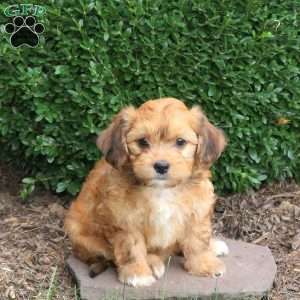 Dolly, Havapoo Puppy