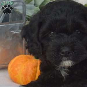 Dolly, Cockapoo Puppy