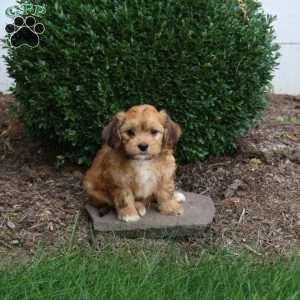 Dolly, Havapoo Puppy