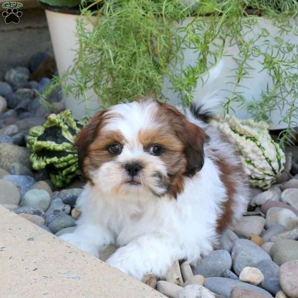 Domino, Shih Tzu Puppy