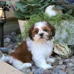 Domino, Shih Tzu Puppy