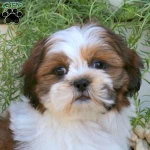 Domino, Shih Tzu Puppy