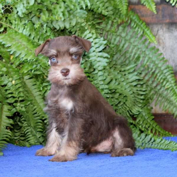 Donna, Miniature Schnauzer Puppy