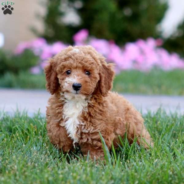 Donnie, Miniature Poodle Puppy