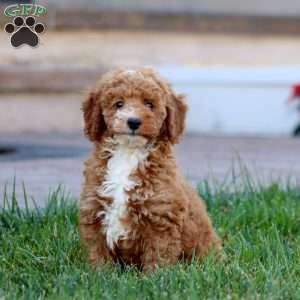 Donnie, Miniature Poodle Puppy