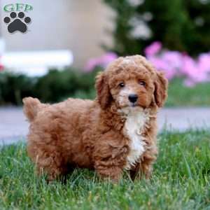 Donnie, Miniature Poodle Puppy