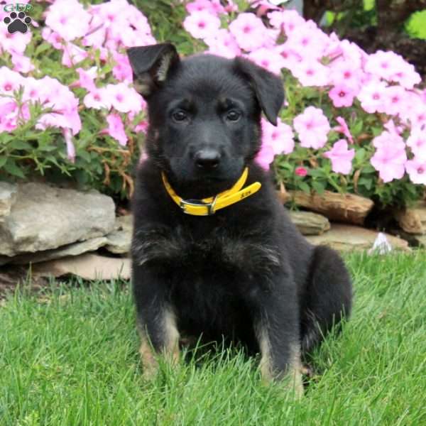 Dori, German Shepherd Puppy