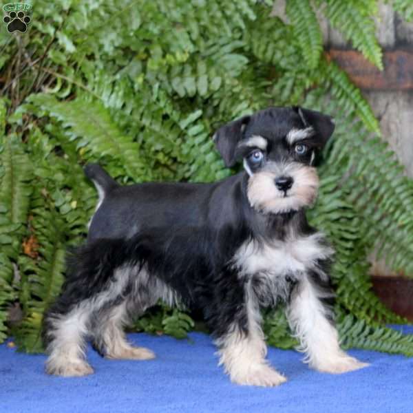 Doris, Miniature Schnauzer Puppy