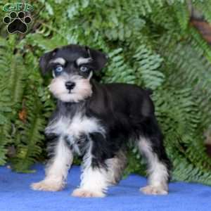 Doris, Miniature Schnauzer Puppy