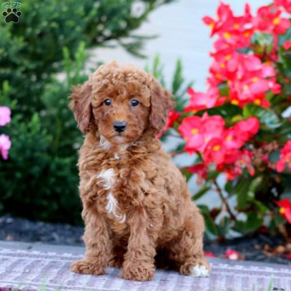 Doris, Miniature Poodle Puppy