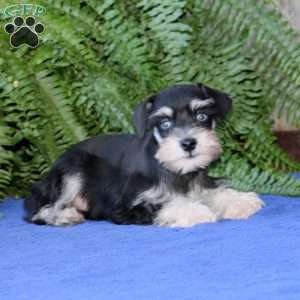 Doris, Miniature Schnauzer Puppy