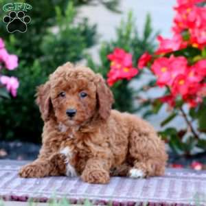Doris, Miniature Poodle Puppy