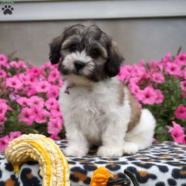 Dot, Teddy Bear Puppy