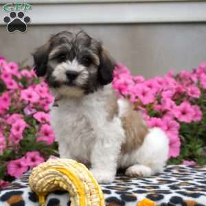 Dot, Teddy Bear Puppy