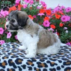 Dot, Teddy Bear Puppy