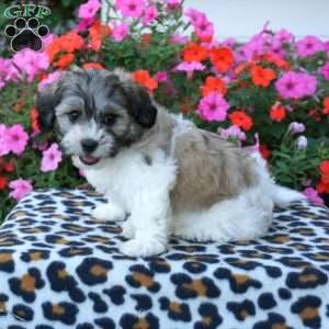 Dot, Teddy Bear Puppy