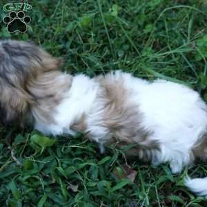 Dot, Teddy Bear Puppy