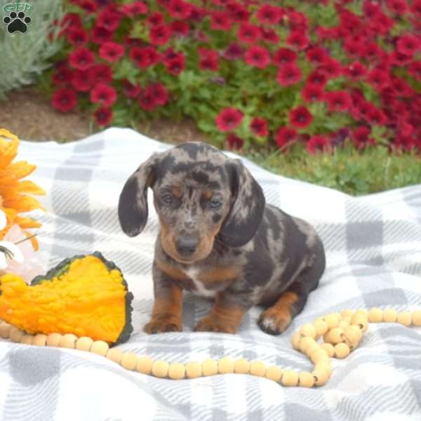 Dottie, Dachshund Puppy