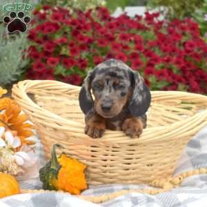 Dottie, Dachshund Puppy