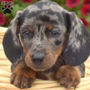 Dottie, Dachshund Puppy