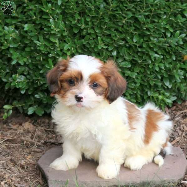 Dream, Havapoo Puppy