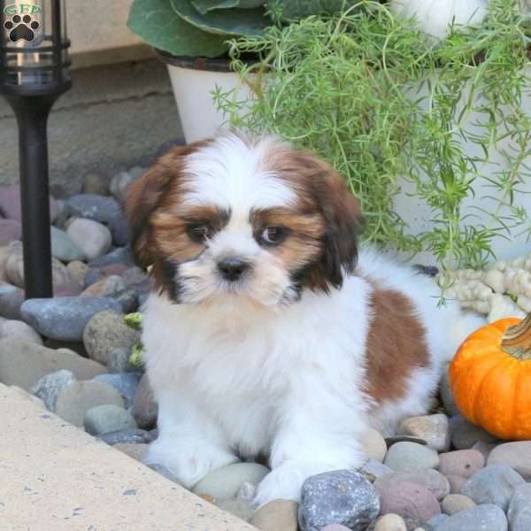 Dream, Shih Tzu Puppy