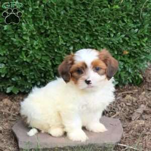 Dream, Havapoo Puppy