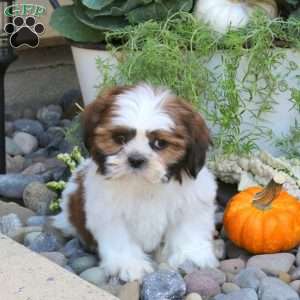Dream, Shih Tzu Puppy