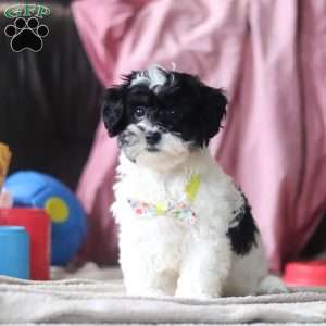 Drew, Shih-Poo Puppy