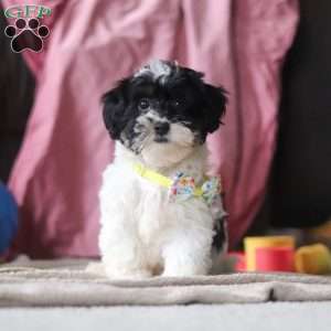 Drew, Shih-Poo Puppy