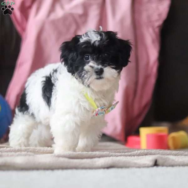 Drew, Shih-Poo Puppy