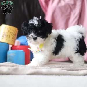 Drew, Shih-Poo Puppy