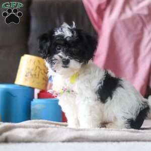 Drew, Shih-Poo Puppy