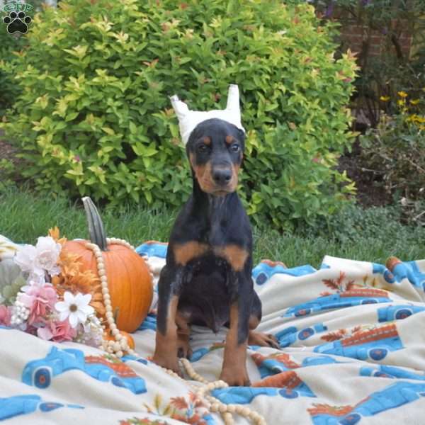 Drifter, Doberman Pinscher Puppy