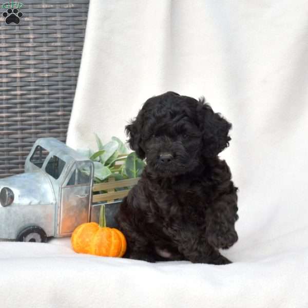 Drifter, Cockapoo Puppy